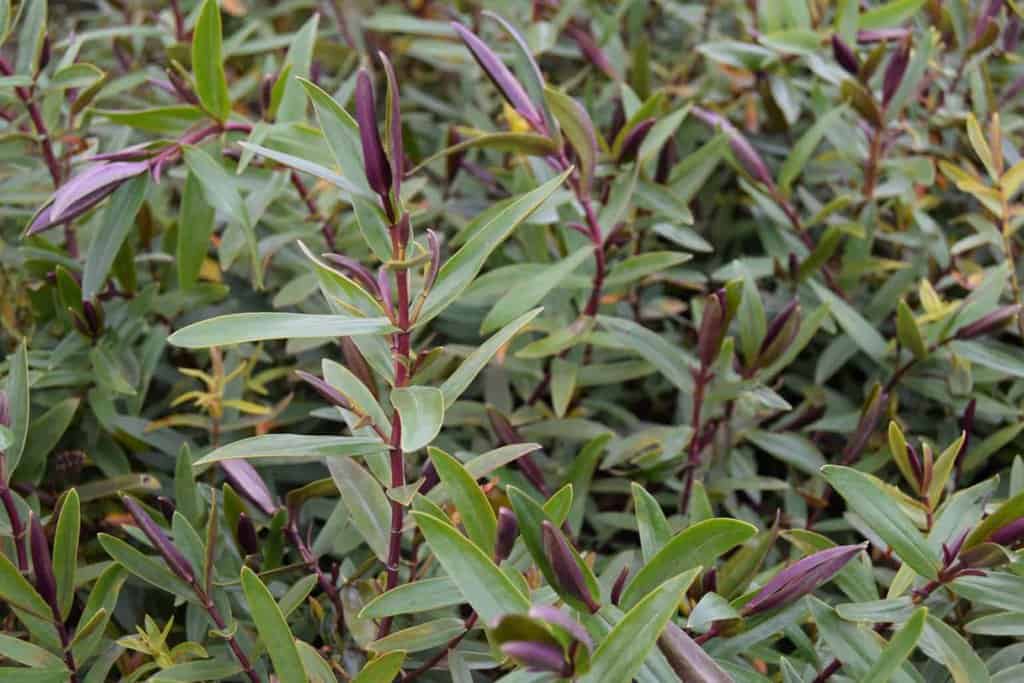 Hebe 'Great Orme' 20-30 cm